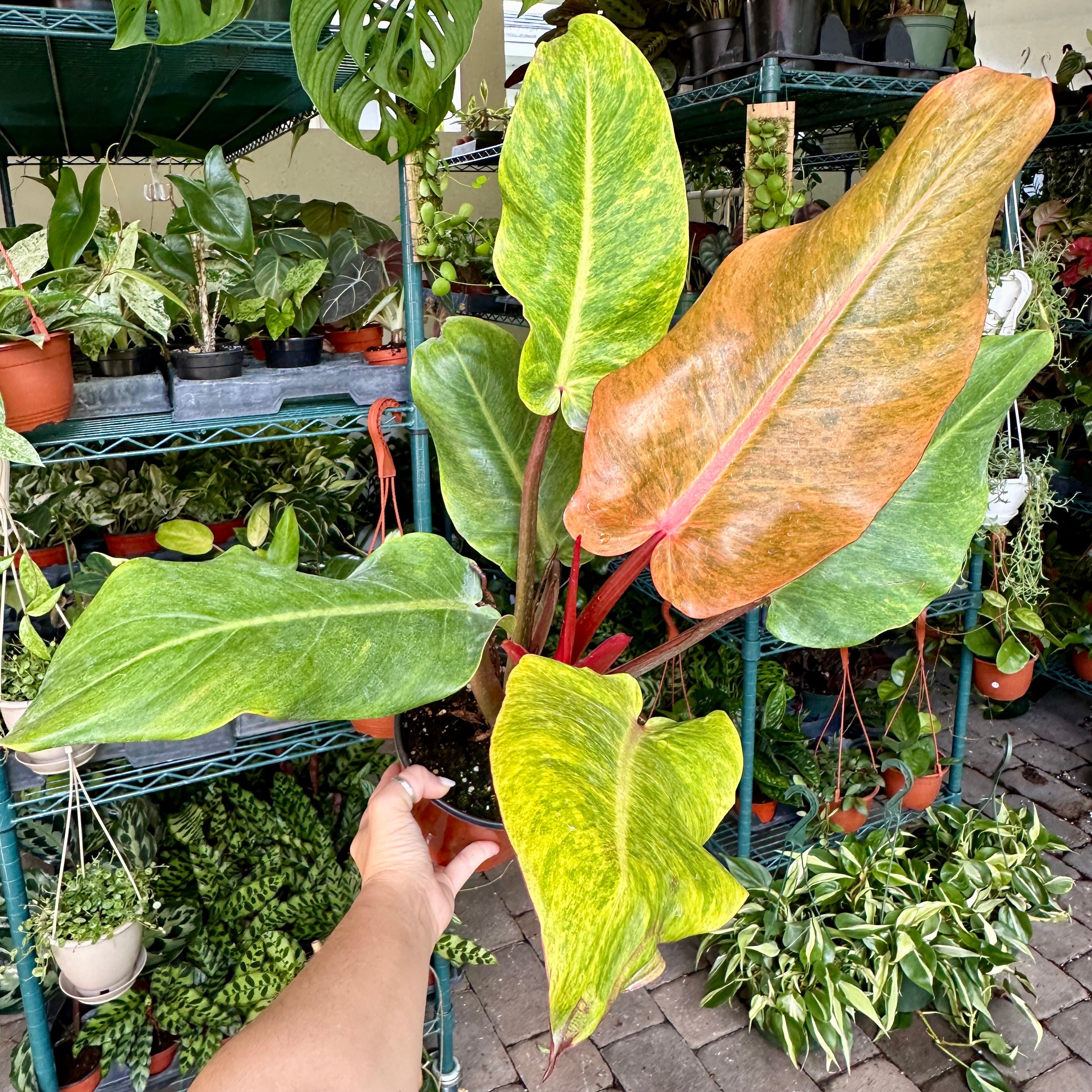 Orange Marmalade Philodendron newest