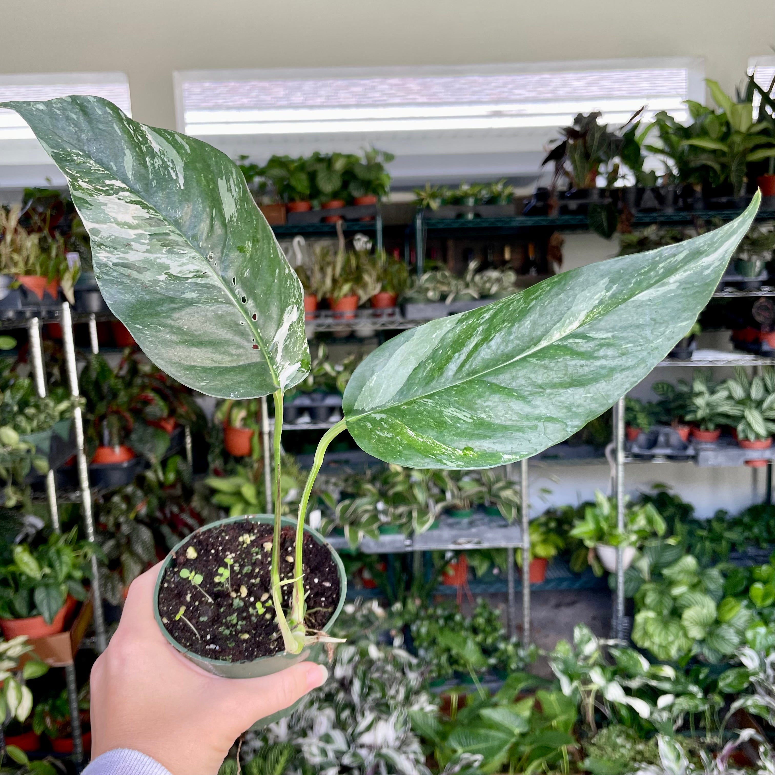 Epipremnum Pinnatum Albo – Christine's Tropical & Exotic Plants