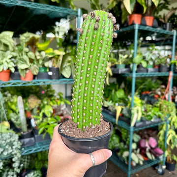 4” Trichocereus Pachanoi - San Pedro Cactus