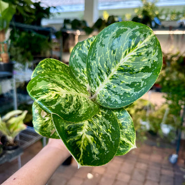 4” Aglaonema green papuma