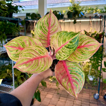 4” Aglaonema jolie