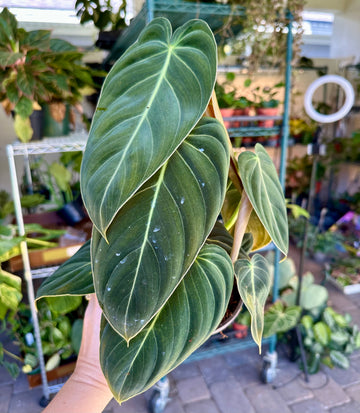 Philodendron melanochrysum - 6” pot