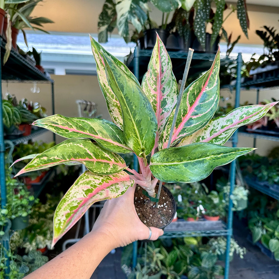 4” Aglaonema aladdin - stunning pink stems and veining