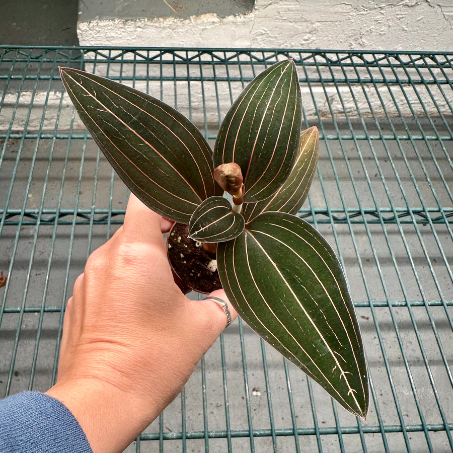 Ludisia Discolor Jewel Orchid with blooms - 2” pot