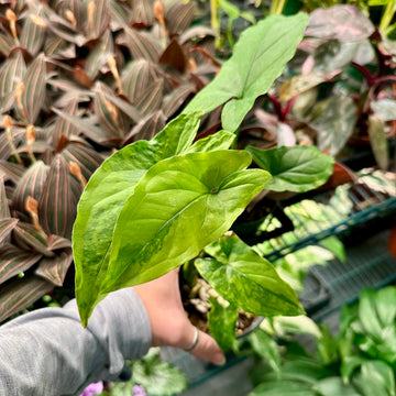 Syngonium Faustina variegated