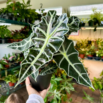 Alocasia polly - 6” pot