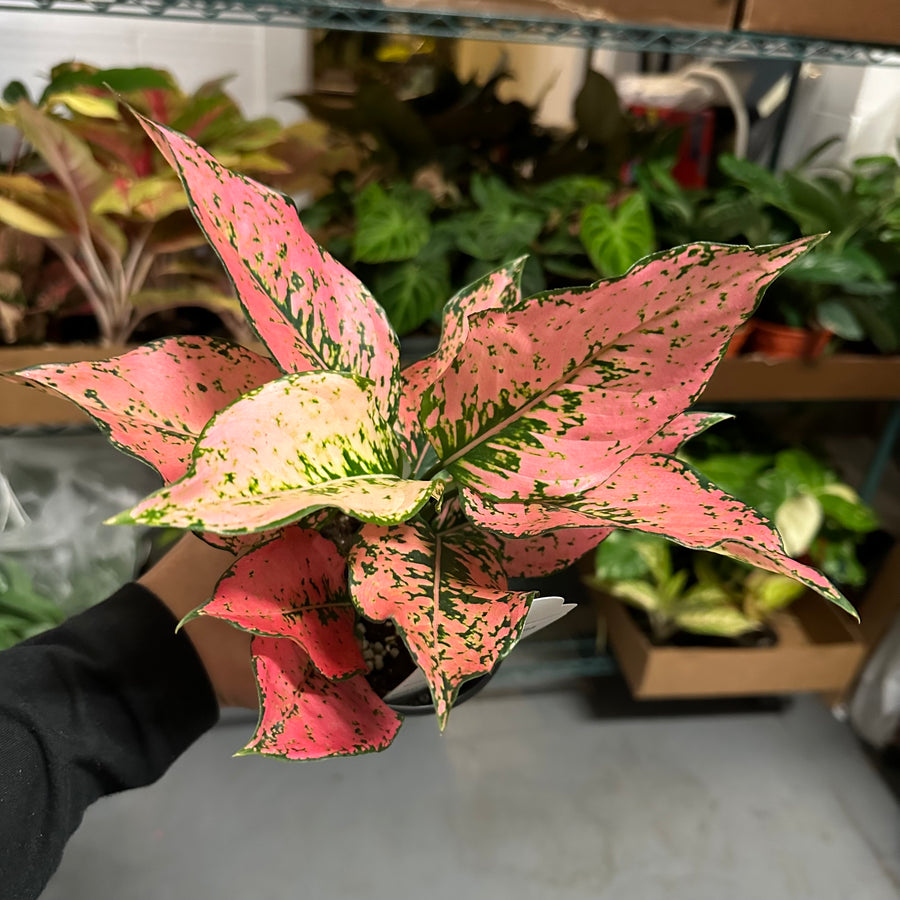 4” Aglaonema new pink kamkoon - Mario’s fave!