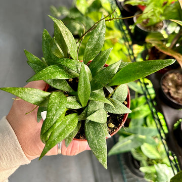 2” Hoya parviflora