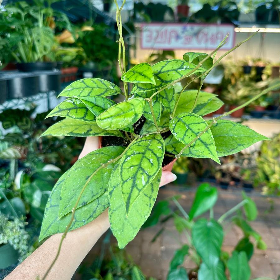 4” Hoya callistophylla