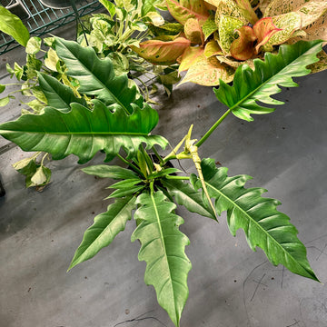 4” Philodendron 'Jungle Boogie’