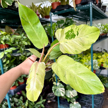 4” Philodendron snow drift