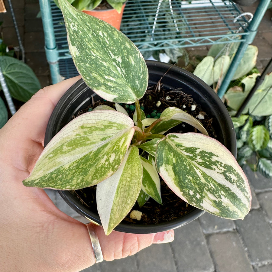 Philodendron gloriosum variegated - 4” pot