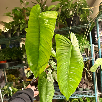 4” Philodendron sharoniae - large