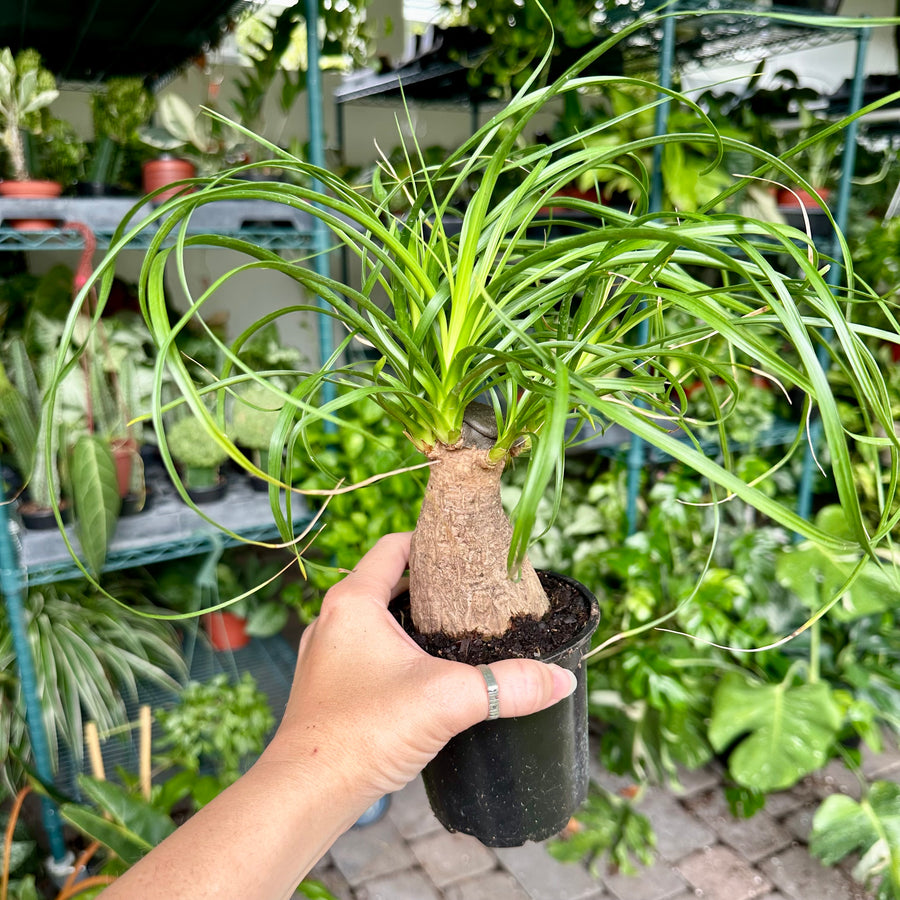 4” Ponytail Palm