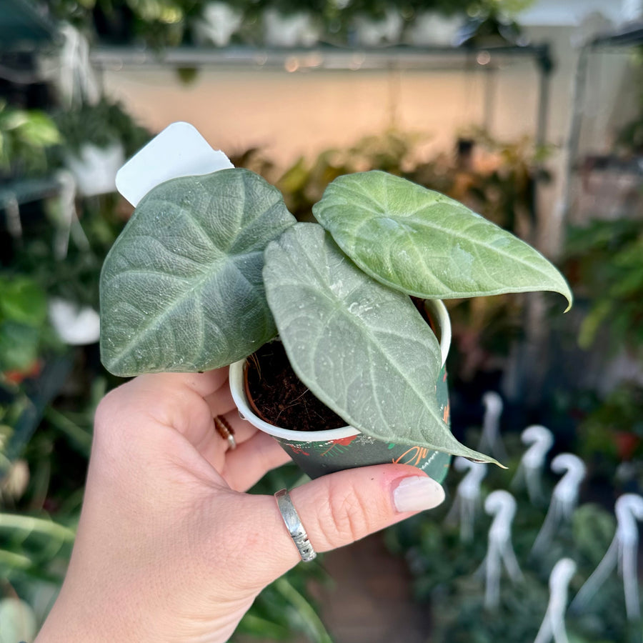 Alocasia Dragon Moon - 2” pot