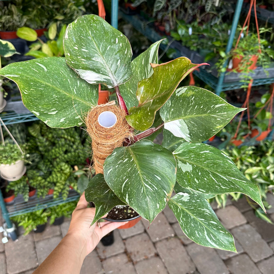 6” Philodendron white knight galaxy