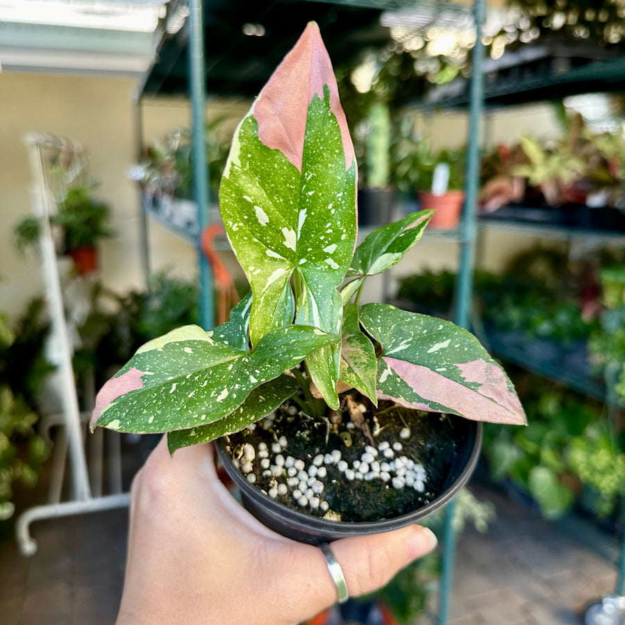 4” Syngonium tricolor