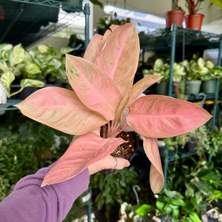 4” Aglaonema sweet banana