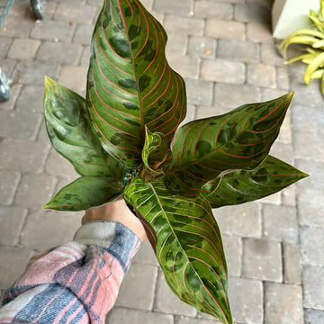 4” Aglaonema red army