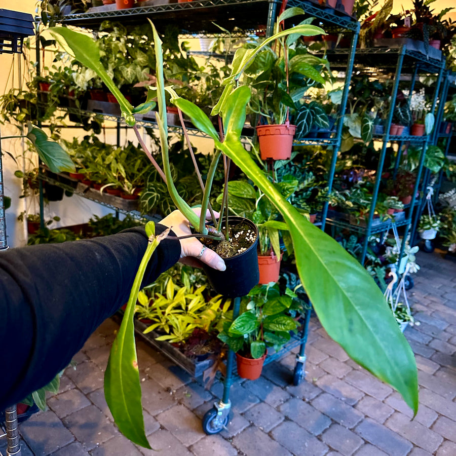 8” Philodendron joepii