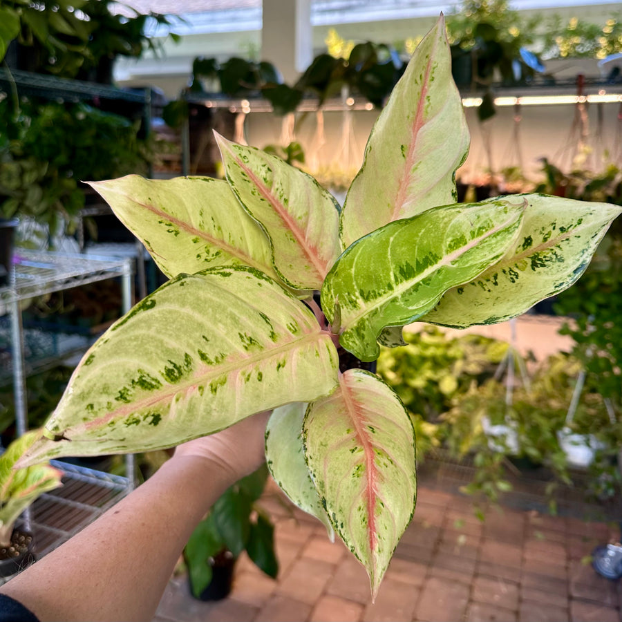 Aglaonema lucky - 4” pot