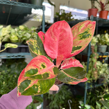 4” Aglaonema hello kitty