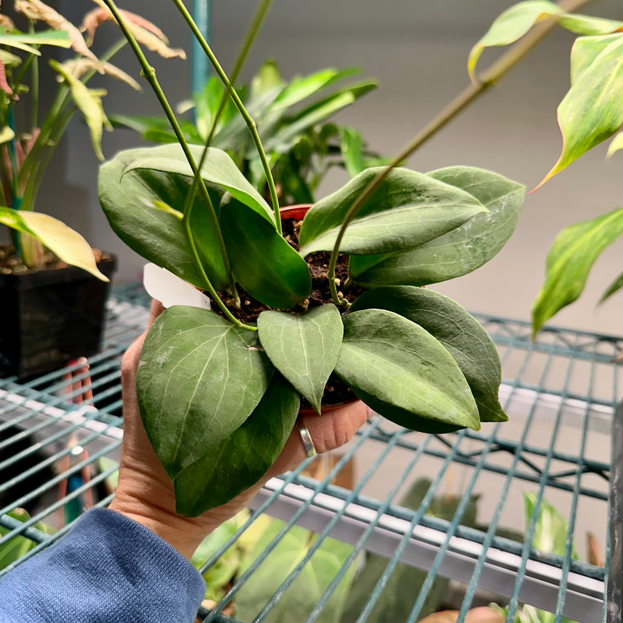 4” Hoya pottsii - light yellow blooms