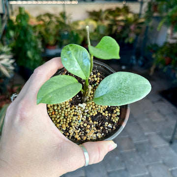 Hoya nova ghost #1