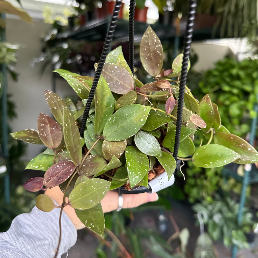 Hoya walliniana sunstressed - 4” pot with trellis