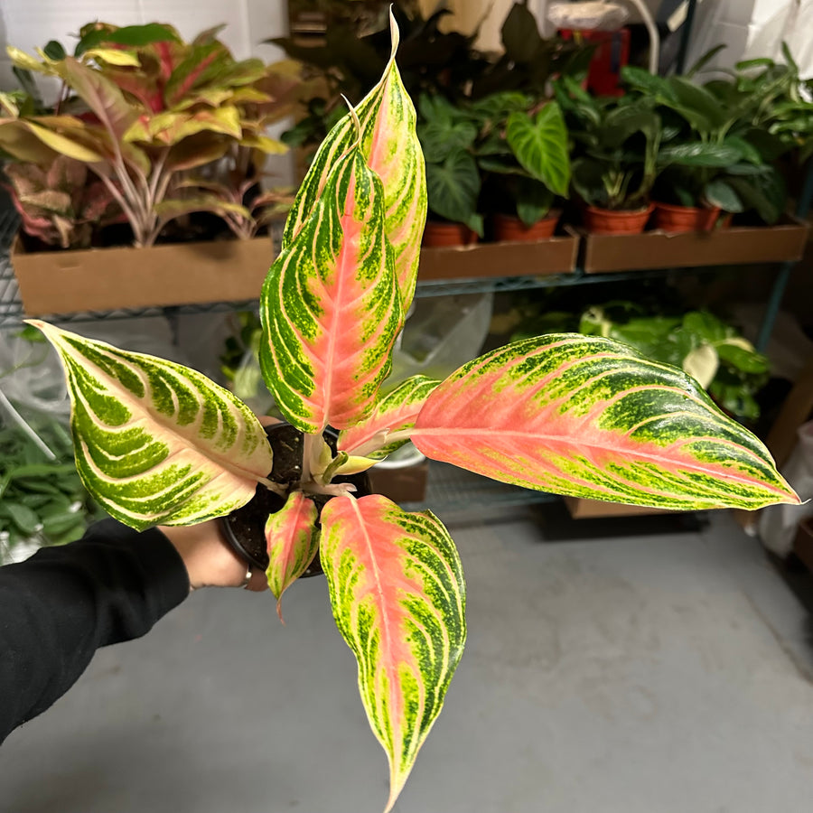 4” Aglaonema pink panama