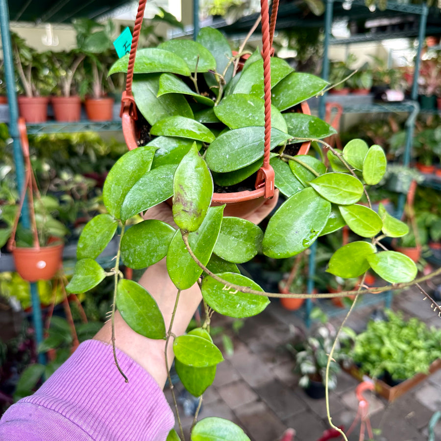 4” Hoya pottsii - light yellow blooms