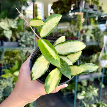 4” Hoya acuta inner variegated - Hoya verticillata