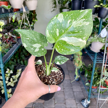 4” Monstera Thai Constellation