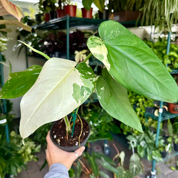 4” Syngonium Chiapense variegated