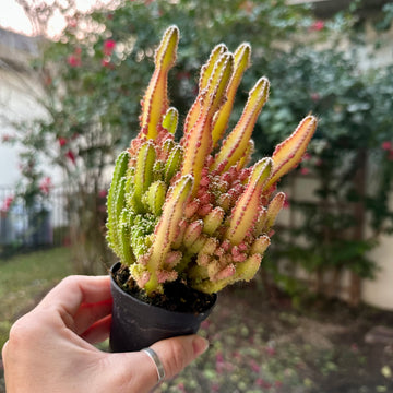 2” Fairy Castle Cactus