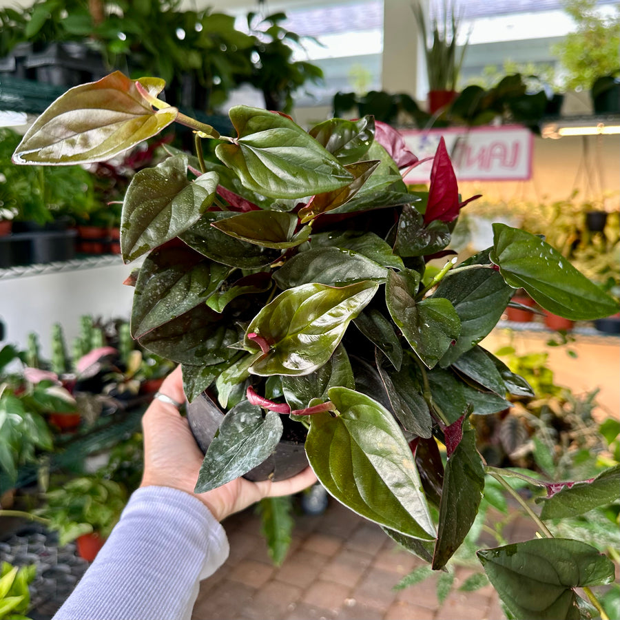 6” Syngonium red arrow