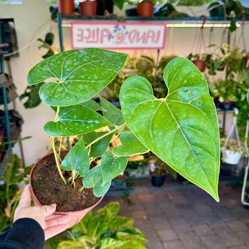 Anthurium decipiens - 6” pot