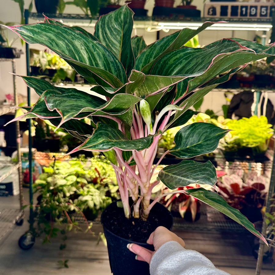 Aglaonema Moonstone Miles - 6” pot