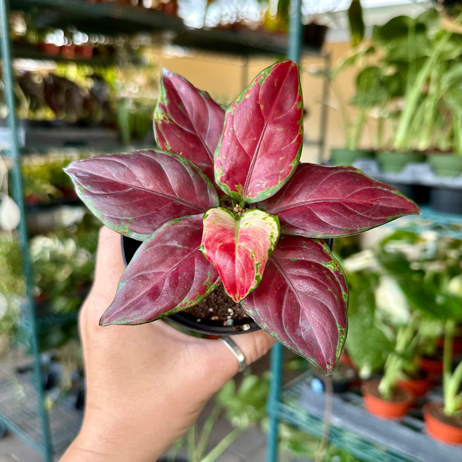 4” Aglaonema black maroon - beautiful dark color!