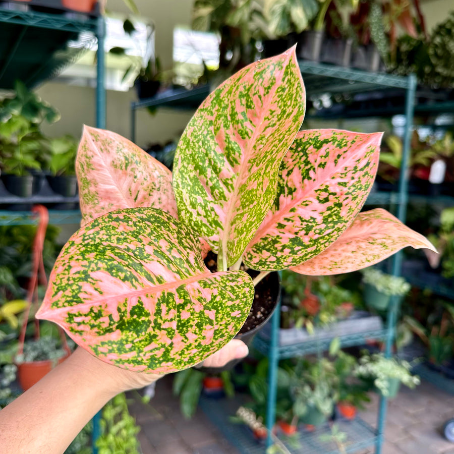 4” Aglaonema orange stardust