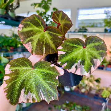 4” Begonia soli-mutata pink variegated