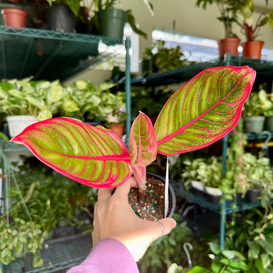 4” Aglaonema khanza