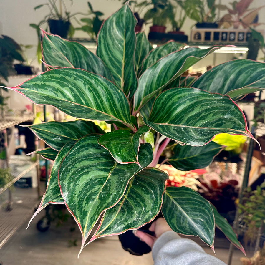 Aglaonema Moonstone Miles - 6” pot