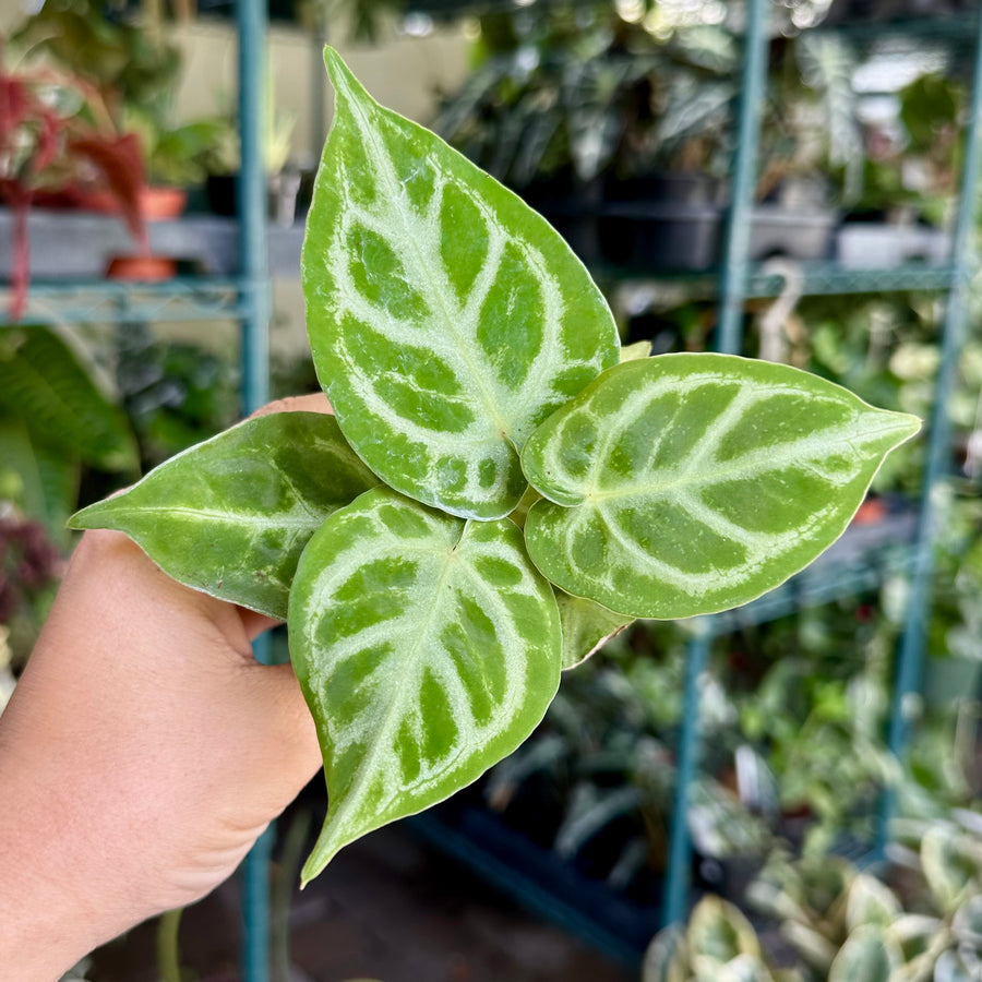 Anthurium silver blush - 2” pot