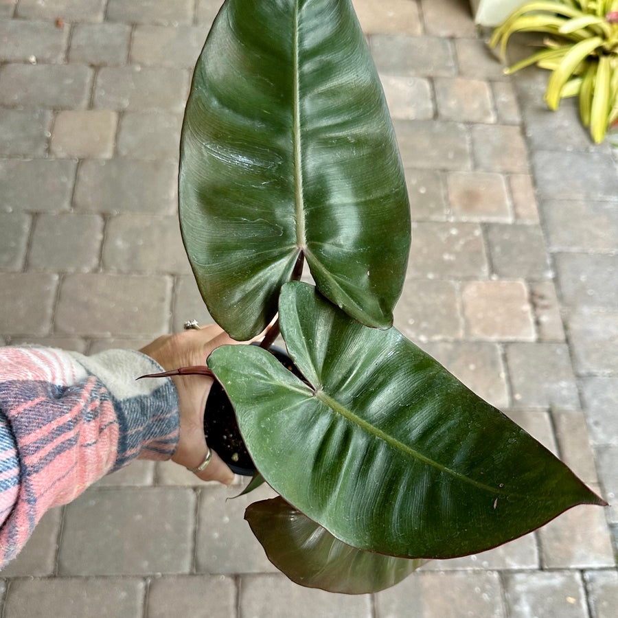 Philodendron pink princess x billietiae - 4” pot