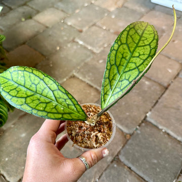 Hoya tangammus