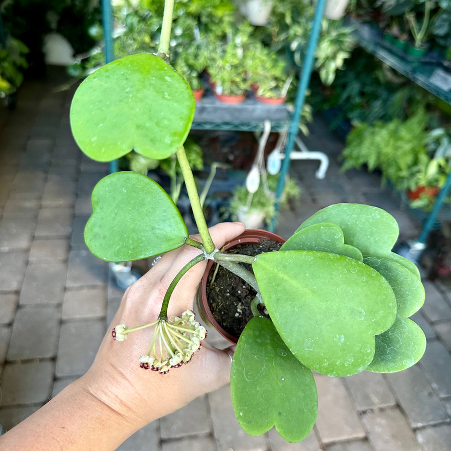 3” Hoya ‘Kerrii’