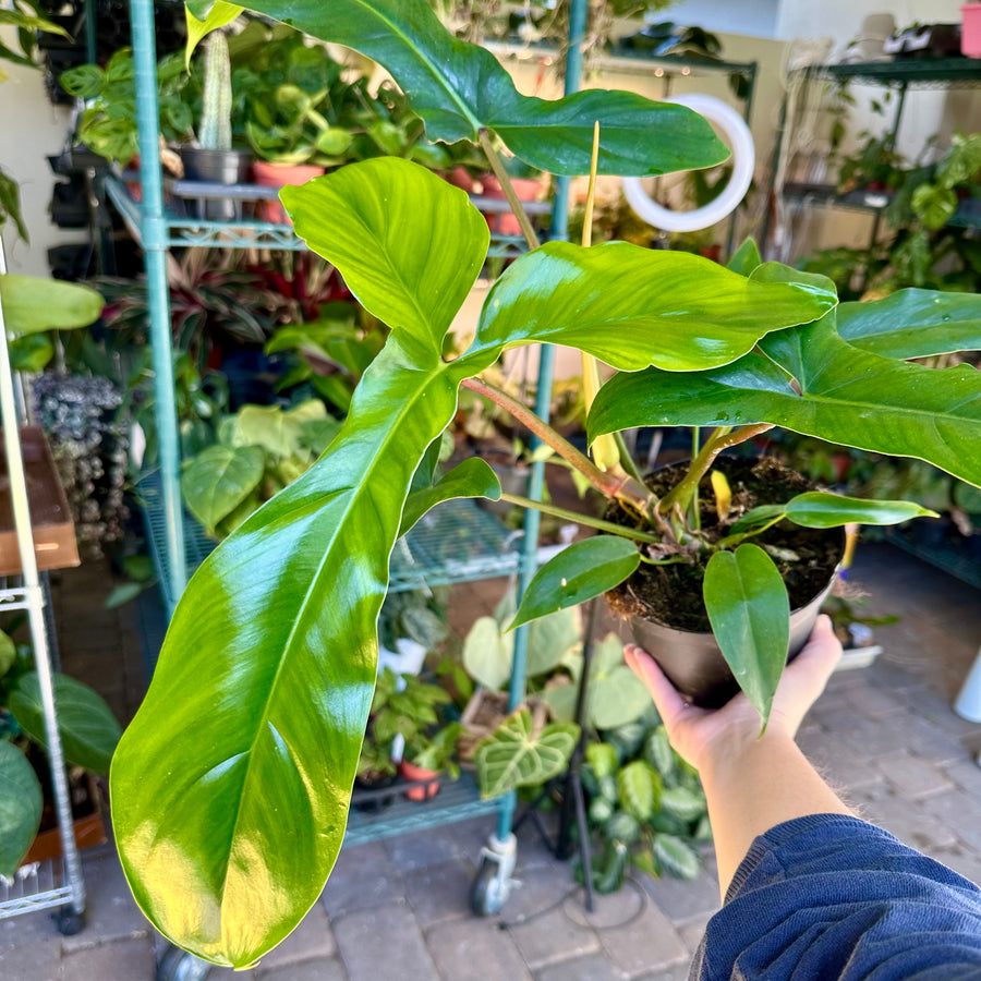 Philodendron 69686 aka ‘Bette Waterbury’ - 6” pot