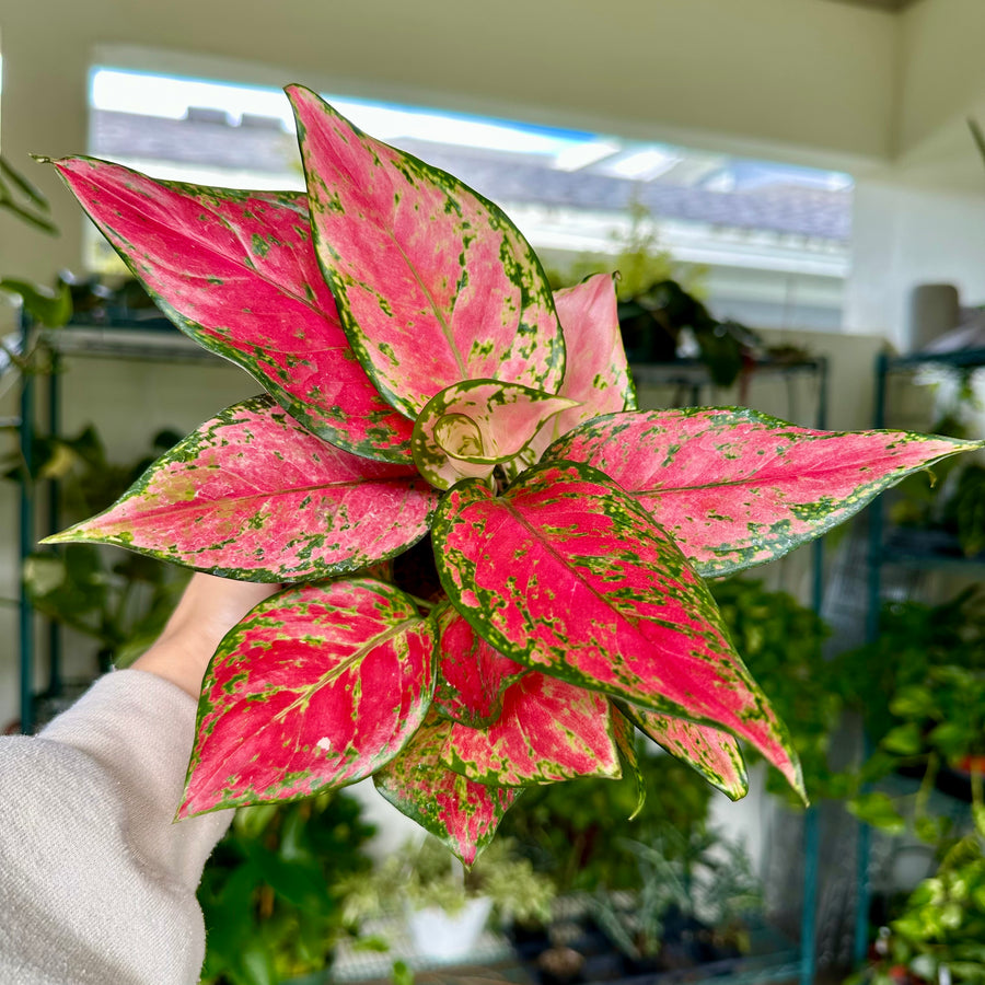 6” Aglaonema valentine