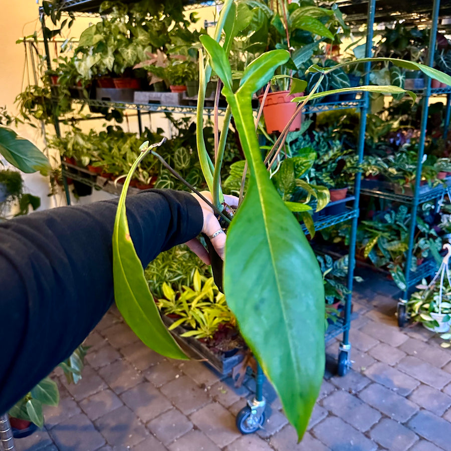 8” Philodendron joepii